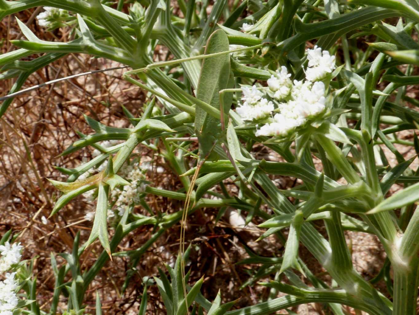Acrometopa italica sarda